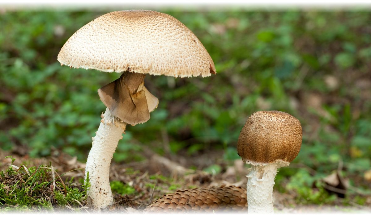 Agaricus Suplement diety - MycoMedica