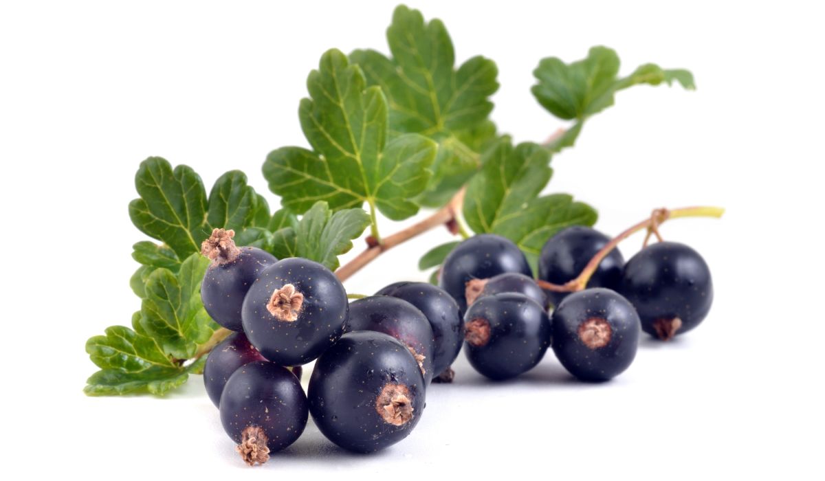Dżem Czarna Porzeczka z Chia 200g