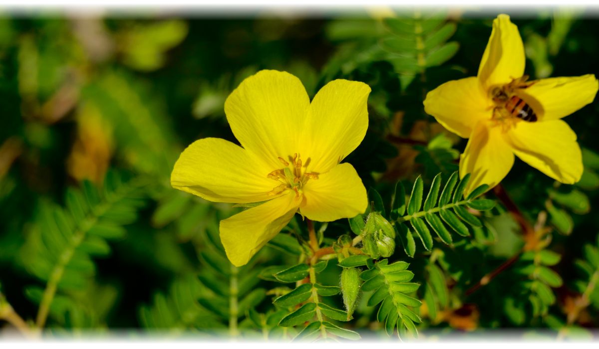 Tribulus Terrestris, saponiny 200 mg - 180 kapsułek wegańskich