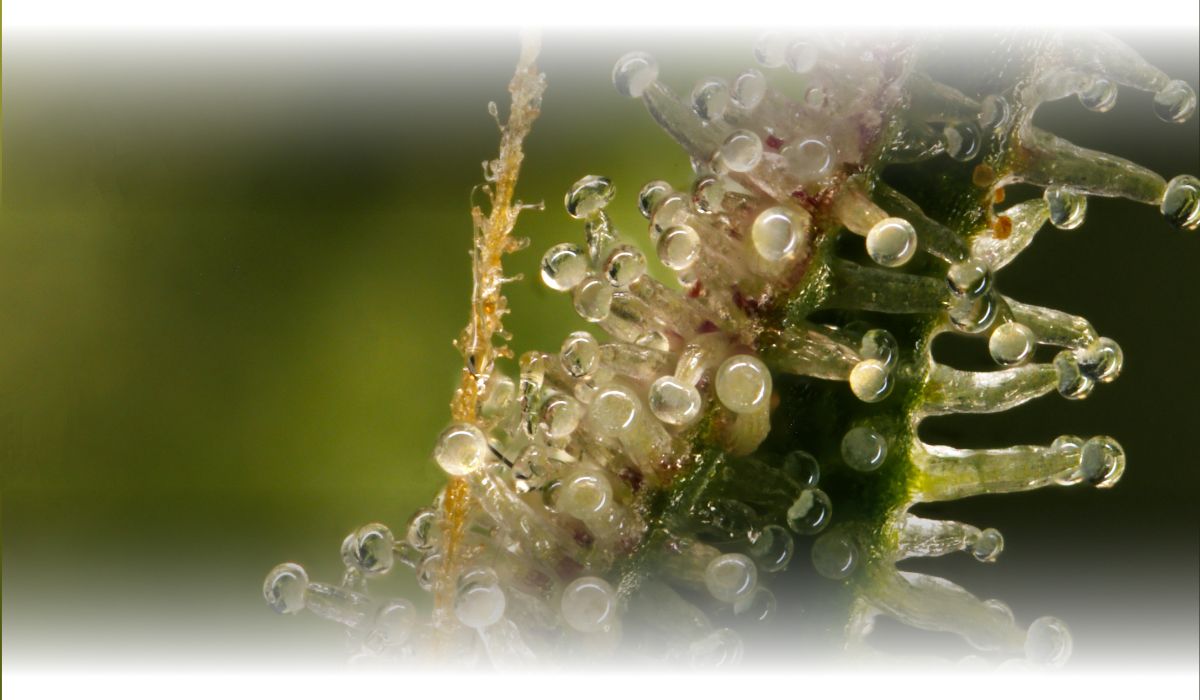 Trichomy pyłek konopny